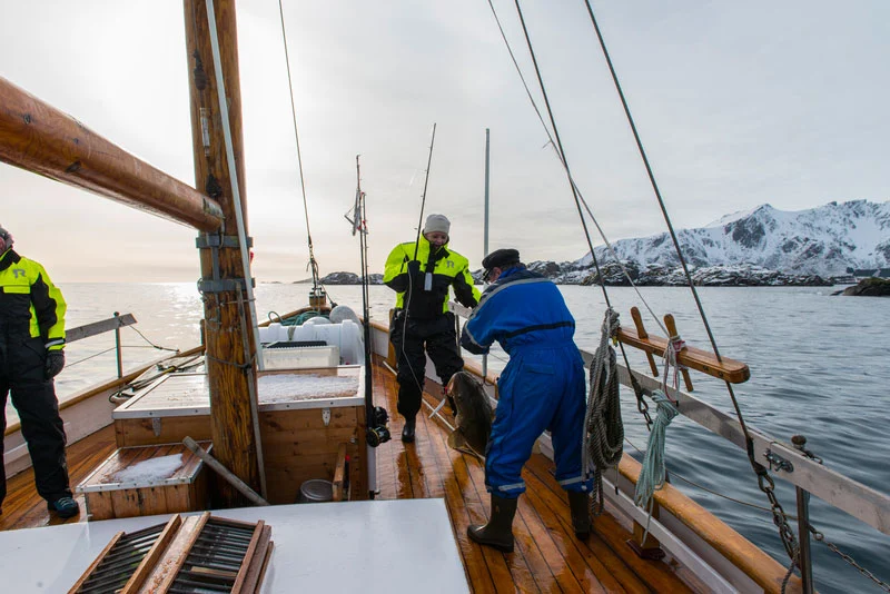 Άγριος αρκτικός γάδος από τα νησιά Lofoten της Νορβηγίας – η πρώτη ύλη κάθε προϊόντος Möller’s